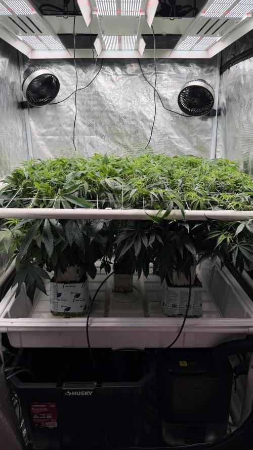 Sin city seeds assorted 4 by 4 grow. Week 13