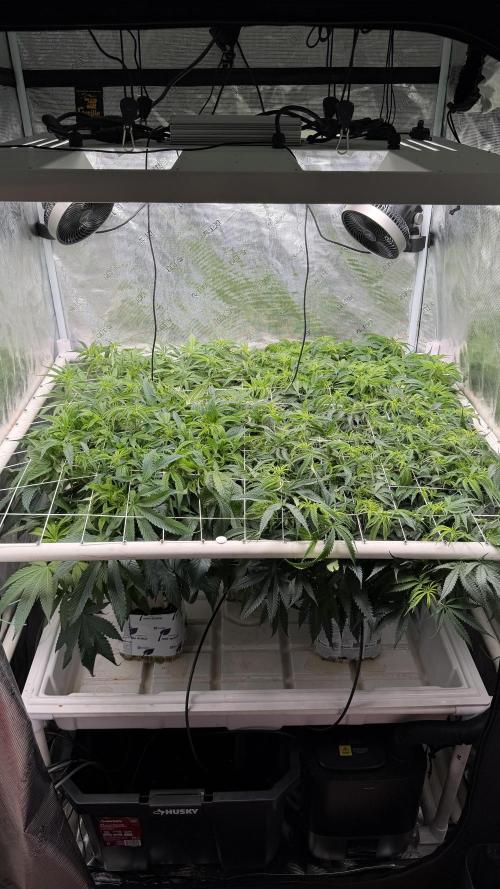 Sin city seeds assorted 4 by 4 grow. Week 13