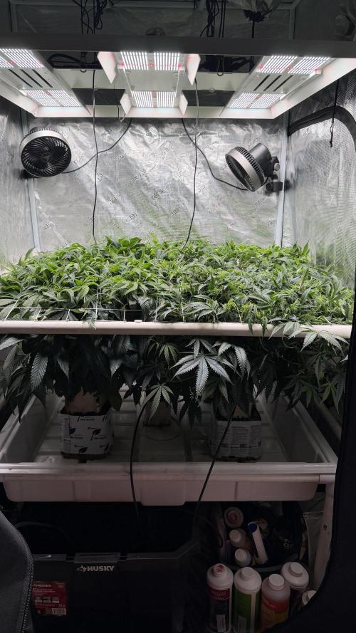 Sin city seeds assorted 4 by 4 grow. Week 13 - Day 12 