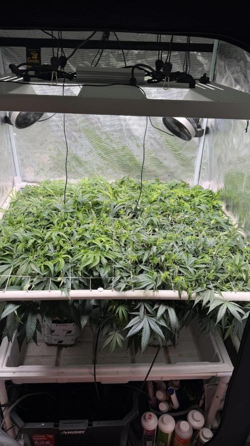 Sin city seeds assorted 4 by 4 grow. Week 13 - Day 12