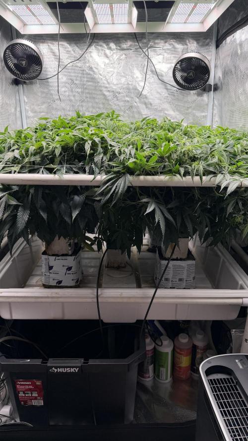 Sin city seeds assorted 4 by 4 grow. Week 14 - Day 14 of flower no more tucking or weaving