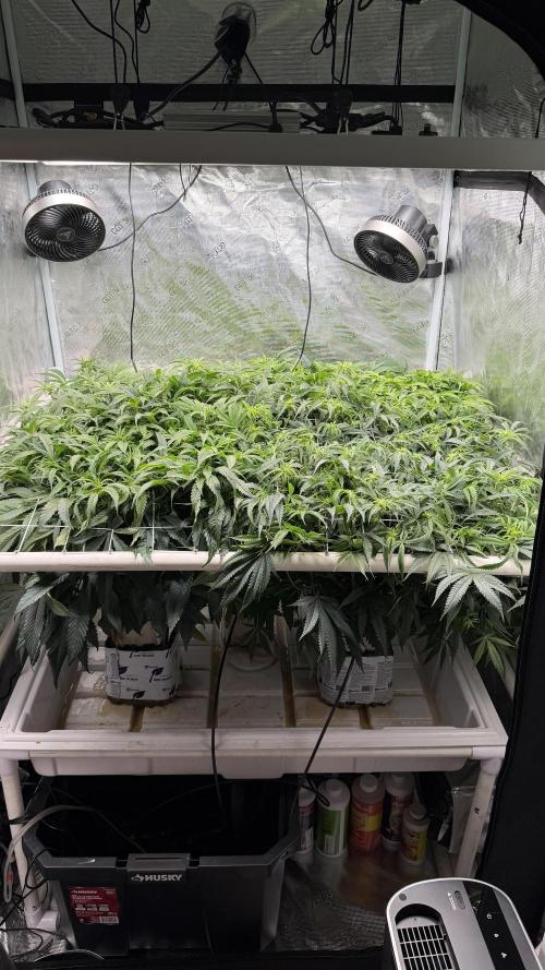 Sin city seeds assorted 4 by 4 grow. Week 14 - Day 14 of flower no more tucking or weaving