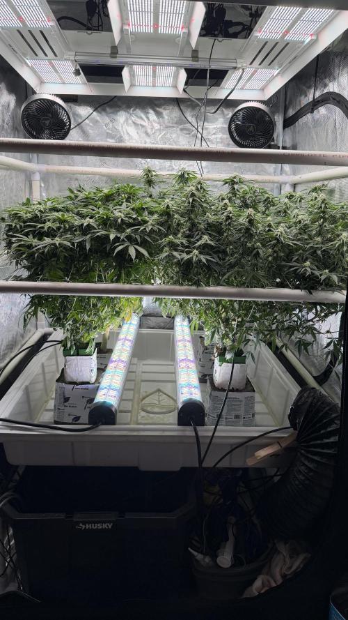Sin city seeds assorted 4 by 4 grow. Week 15