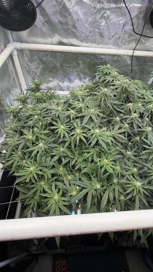 Sin city seeds assorted 4 by 4 grow. Week 15