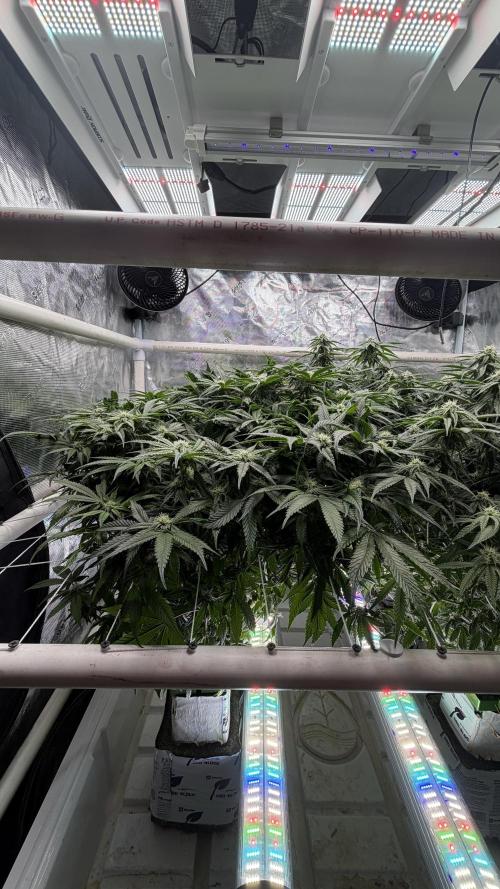 Sin city seeds assorted 4 by 4 grow. Week 15