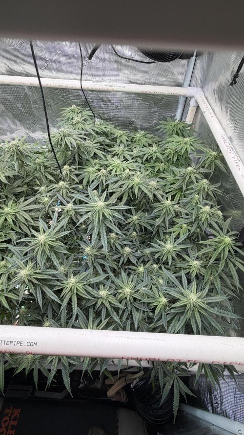 Sin city seeds assorted 4 by 4 grow. Week 15