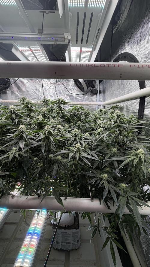 Sin city seeds assorted 4 by 4 grow. Week 15