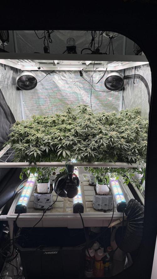 Sin city seeds assorted 4 by 4 grow. Week 16