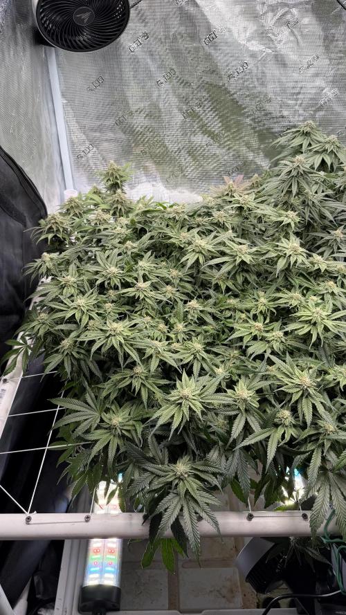 Sin city seeds assorted 4 by 4 grow. Week 16 - Sin soda