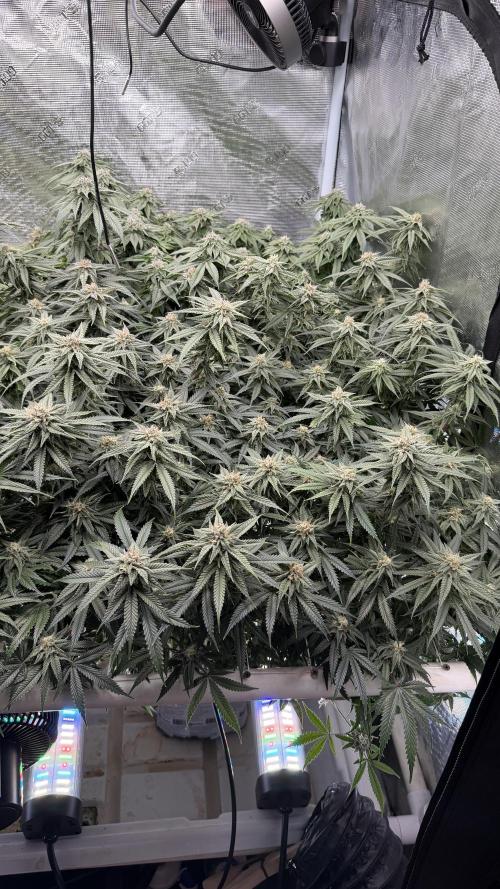 Sin city seeds assorted 4 by 4 grow. Week 16 - Hpp