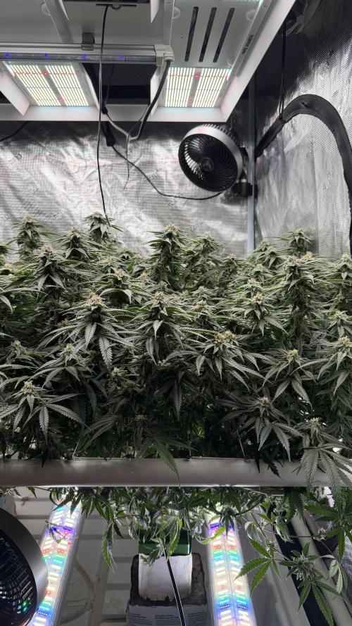 Sin city seeds assorted 4 by 4 grow. Week 16 - Front of honey peach pie
