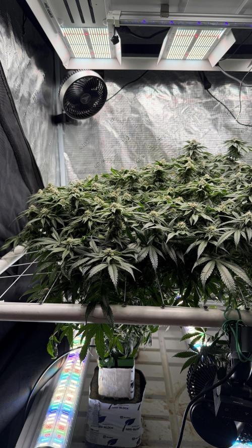 Sin city seeds assorted 4 by 4 grow. Week 16 - Front of sin soda