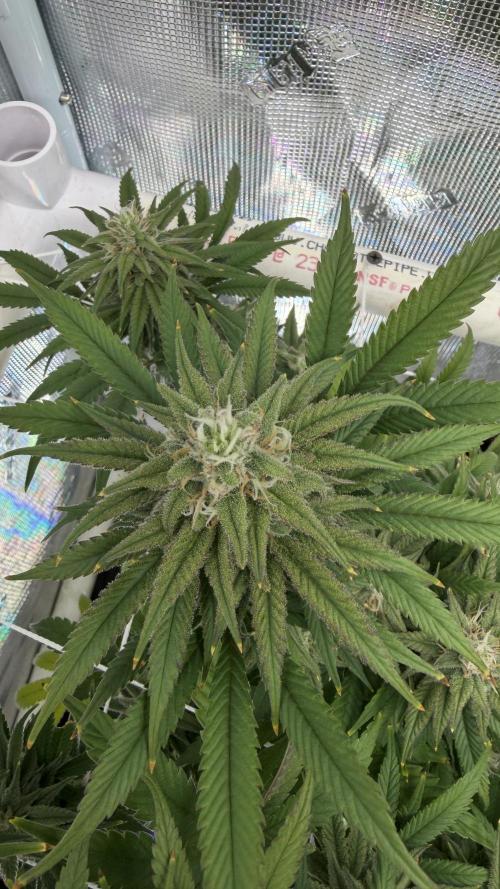 Sin city seeds assorted 4 by 4 grow. Week 16 - Alpine guava top nug shot