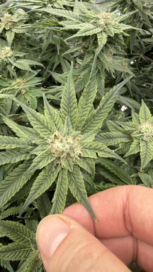 Sin city seeds assorted 4 by 4 grow. Week 16 - Sin soda top nug shot