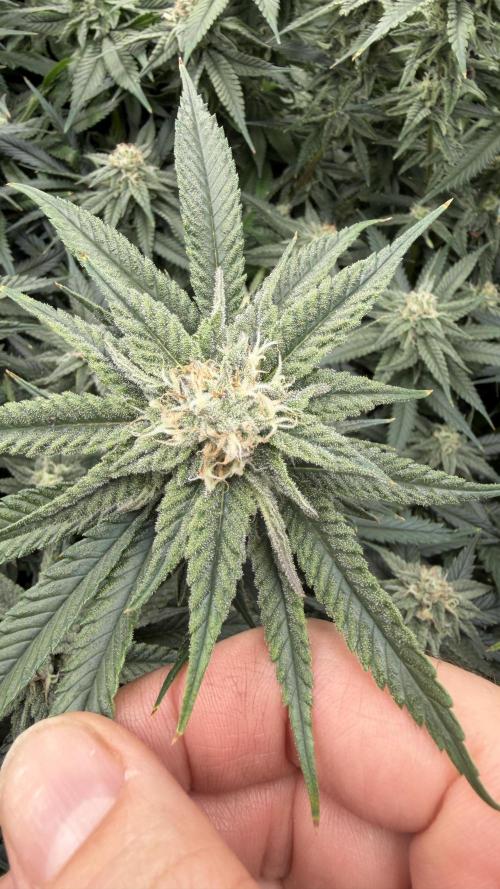 Sin city seeds assorted 4 by 4 grow. Week 16 - Honey peach pie top nug shot
