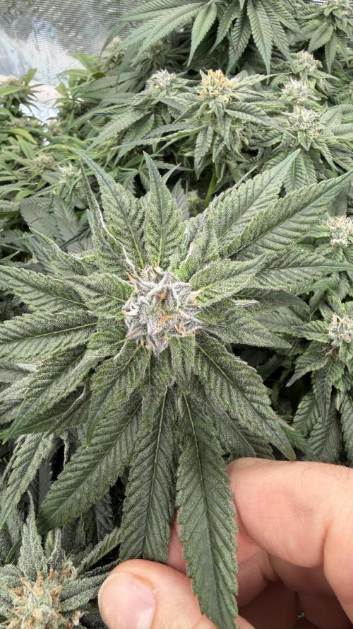 Sin city seeds assorted 4 by 4 grow. Week 16 - Infatuation top nug shot
