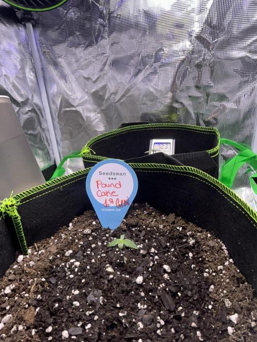 Cubes 1st Grow!!!. Week 0