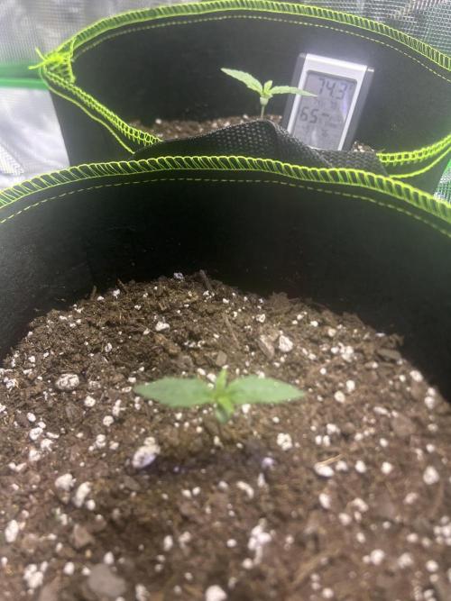 Cubes 1st Grow!!!. Week 0
