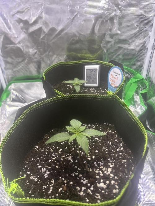 Cubes 1st Grow!!!. Week 1