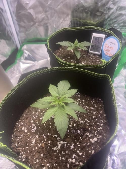 Cubes 1st Grow!!!. Week 1
