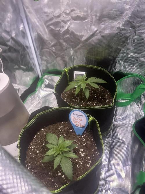 Cubes 1st Grow!!!. Week 1