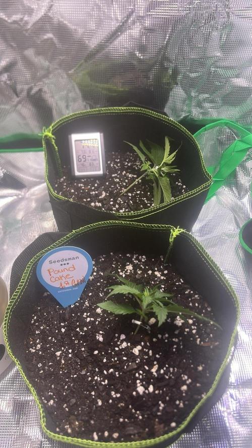 Cubes 1st Grow!!!. Week 1 - I think I started training a little too soon.