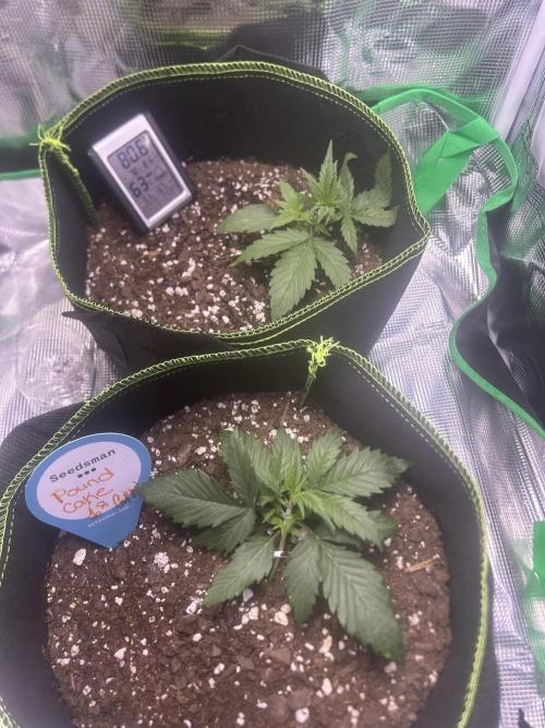 Cubes 1st Grow!!!. Week 1