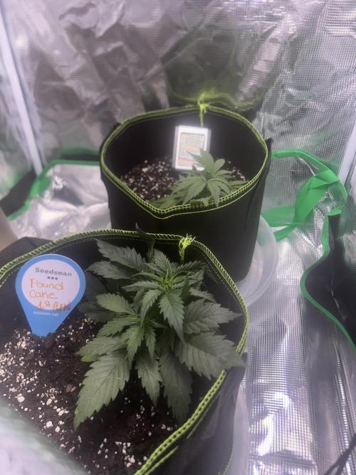 Cubes 1st Grow!!!. Week 2