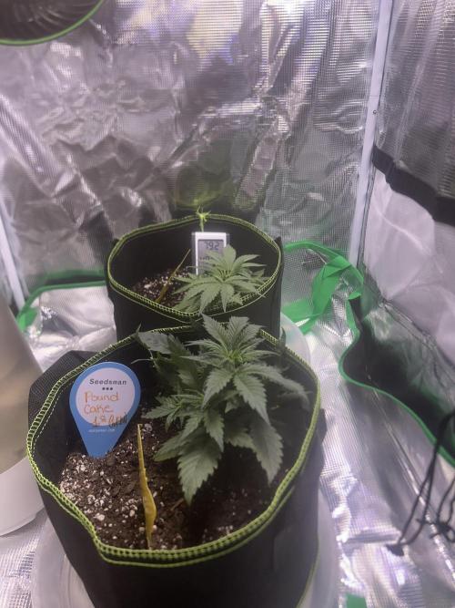 Cubes 1st Grow!!!. Week 2