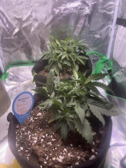 Cubes 1st Grow!!!. Week 2