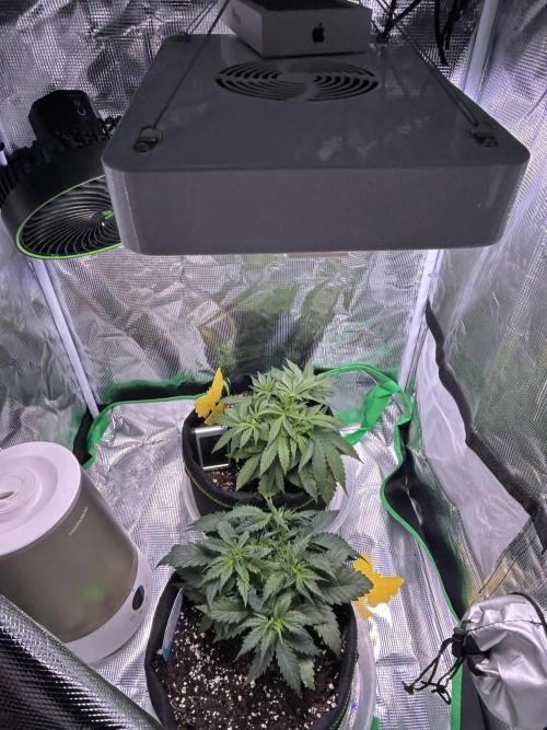 Cubes 1st Grow!!!. Week 2