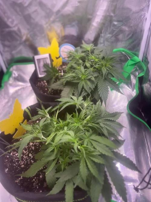 Cubes 1st Grow!!!