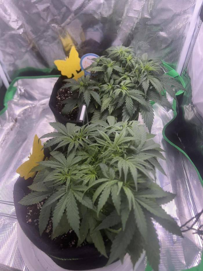 Cubes 1st Grow!!!. Week 5