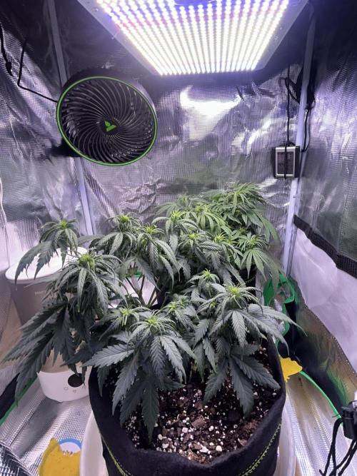 Cubes 1st Grow!!!. Week 6