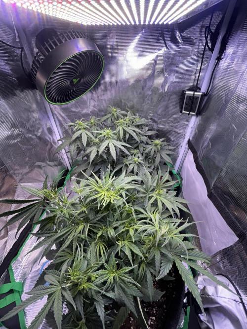 Cubes 1st Grow!!!. Week 6