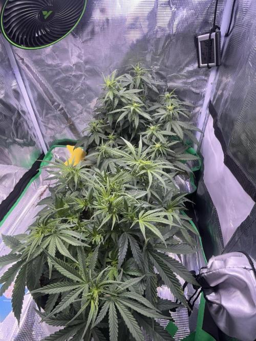 Cubes 1st Grow!!!. Week 6