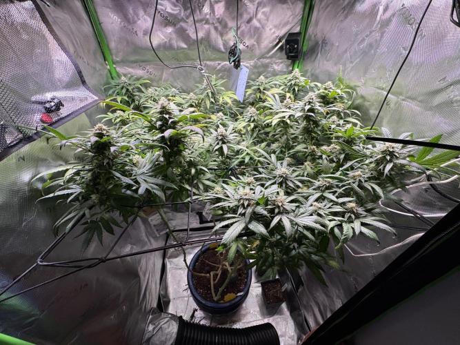 Afghani #1. Week 4