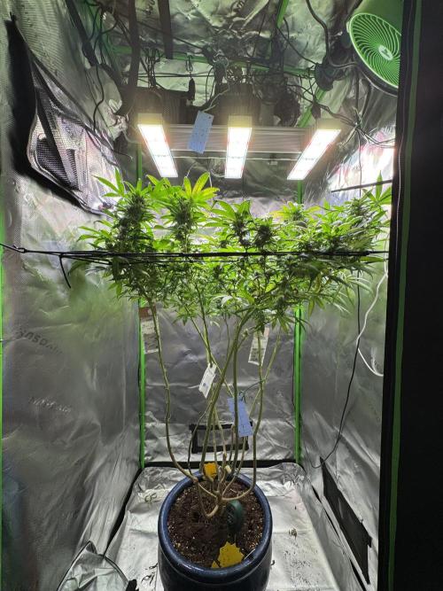 Afghani #1. Week 4
