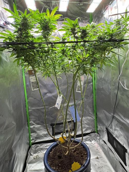Afghani #1. Week 4