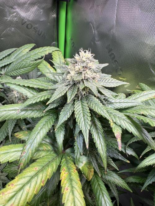 Afghani #1. Week 4