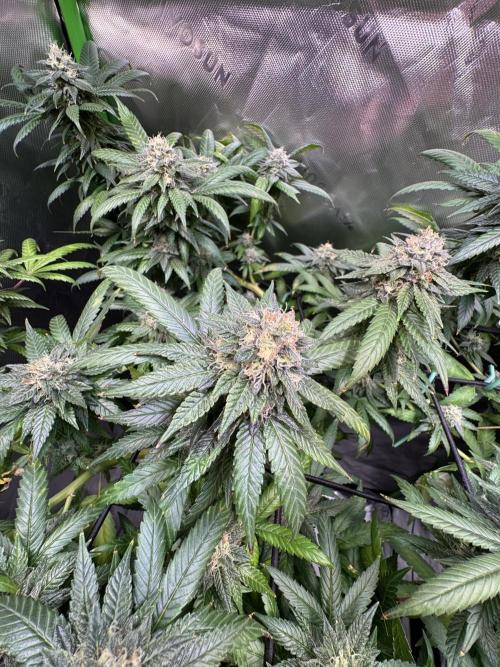 Afghani #1. Week 5