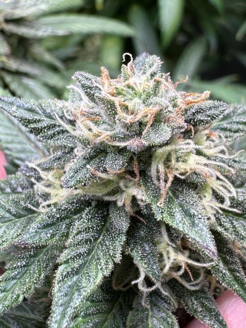 Afghani #1. Week 5