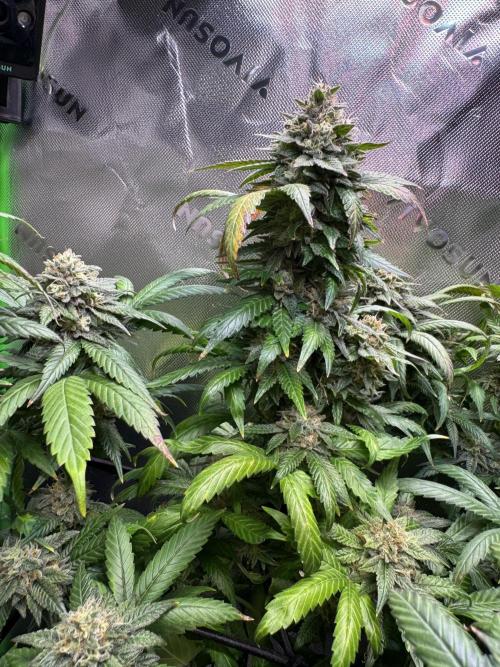 Afghani #1. Week 6