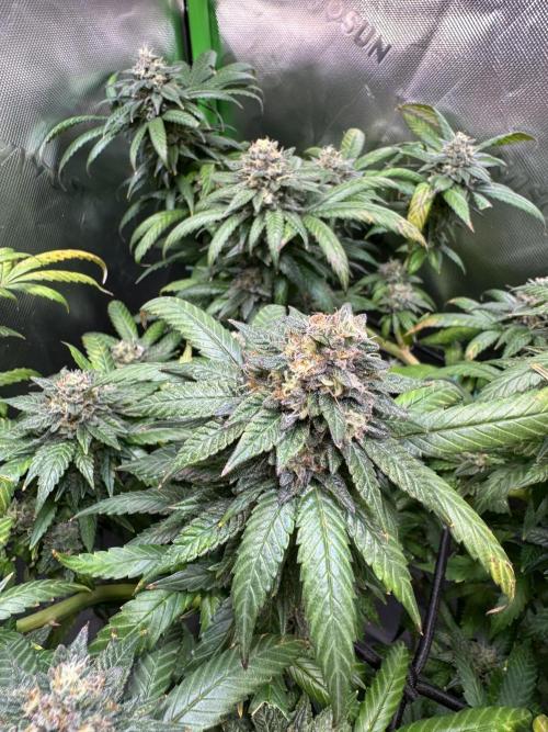 Afghani #1. Week 6