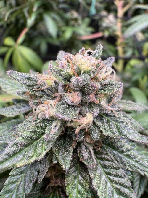 Afghani #1. Week 6