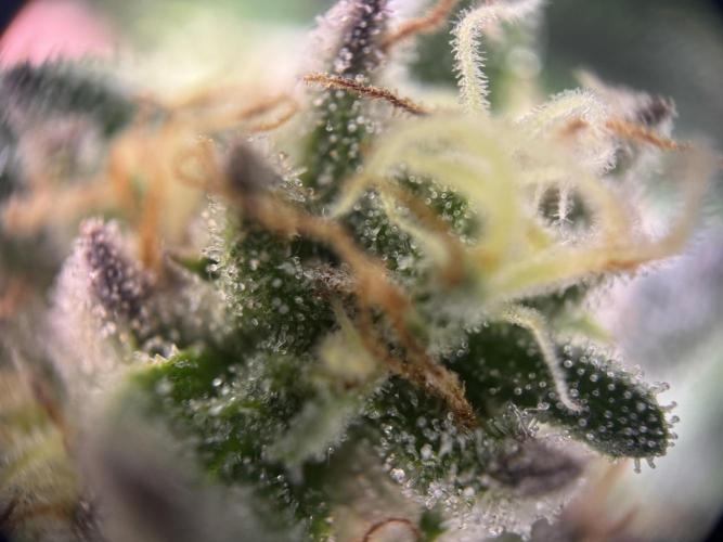 Afghani #1. Week 6