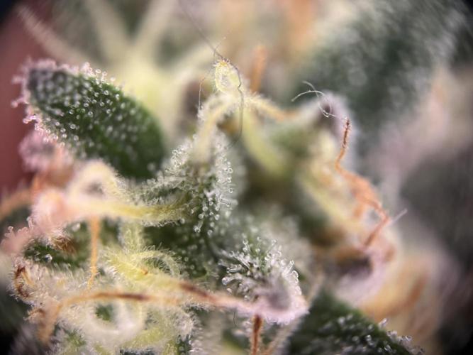 Afghani #1. Week 6