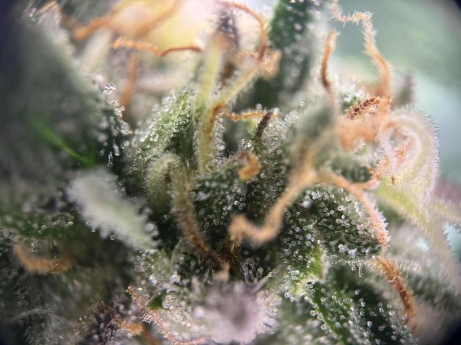Afghani #1. Week 6