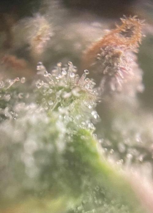 Afghani #1. Week 7