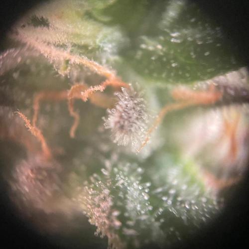 Afghani #1. Week 7